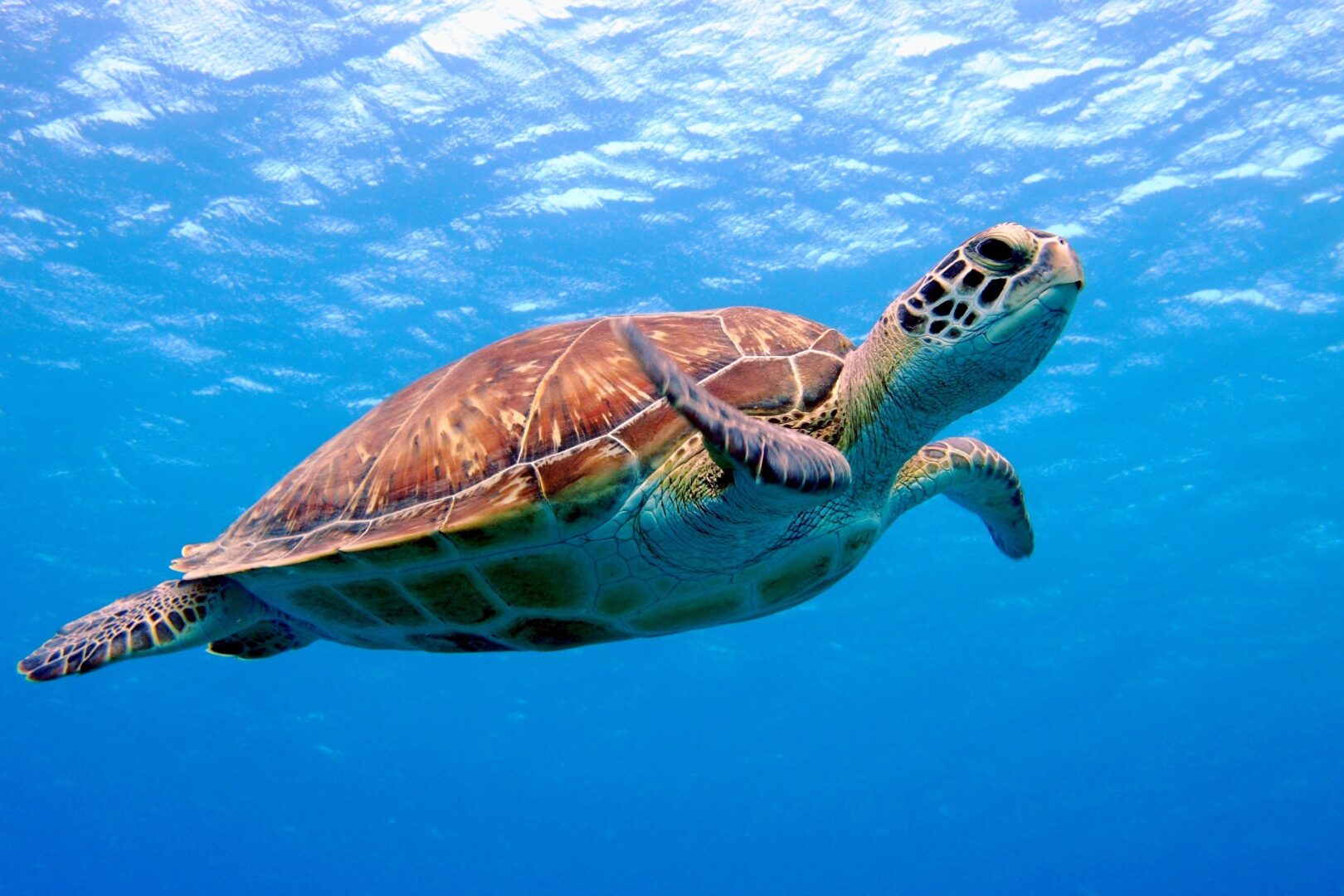Tortue marine dans les eaux océaniques d'Apo Island aux Philippines