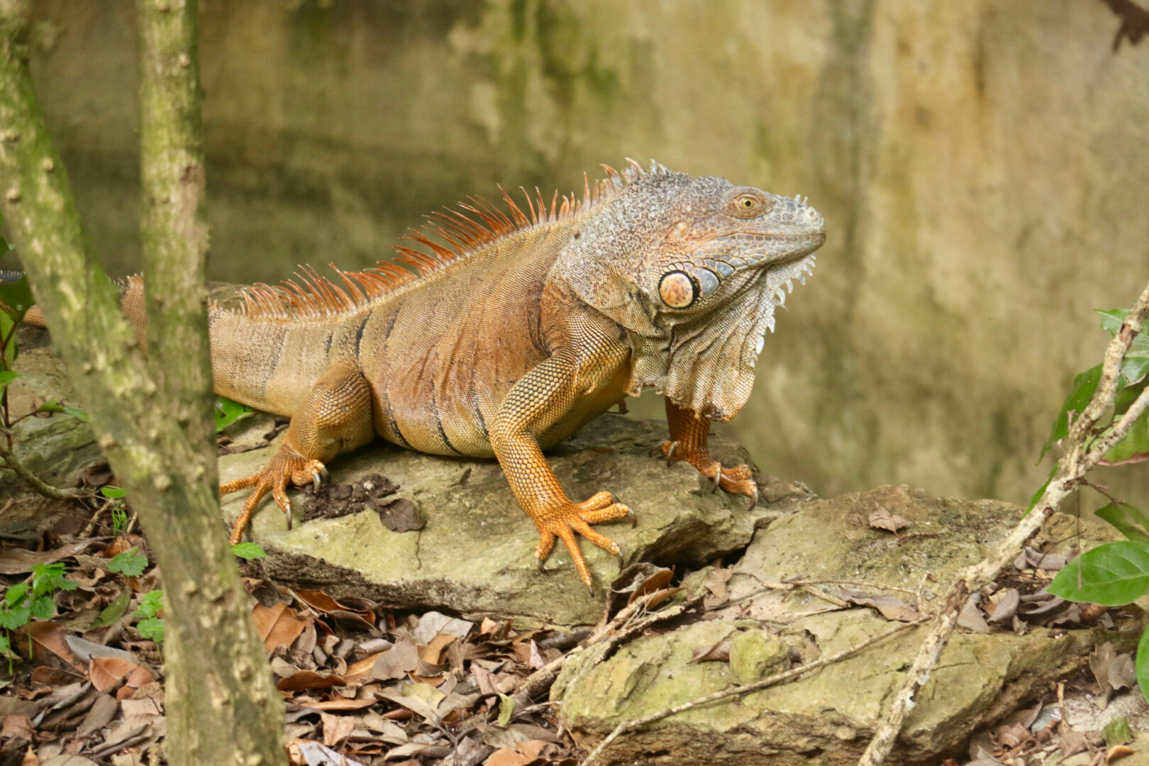 Iguane rouge au parc Gumbalimba à West Bay, Honduras