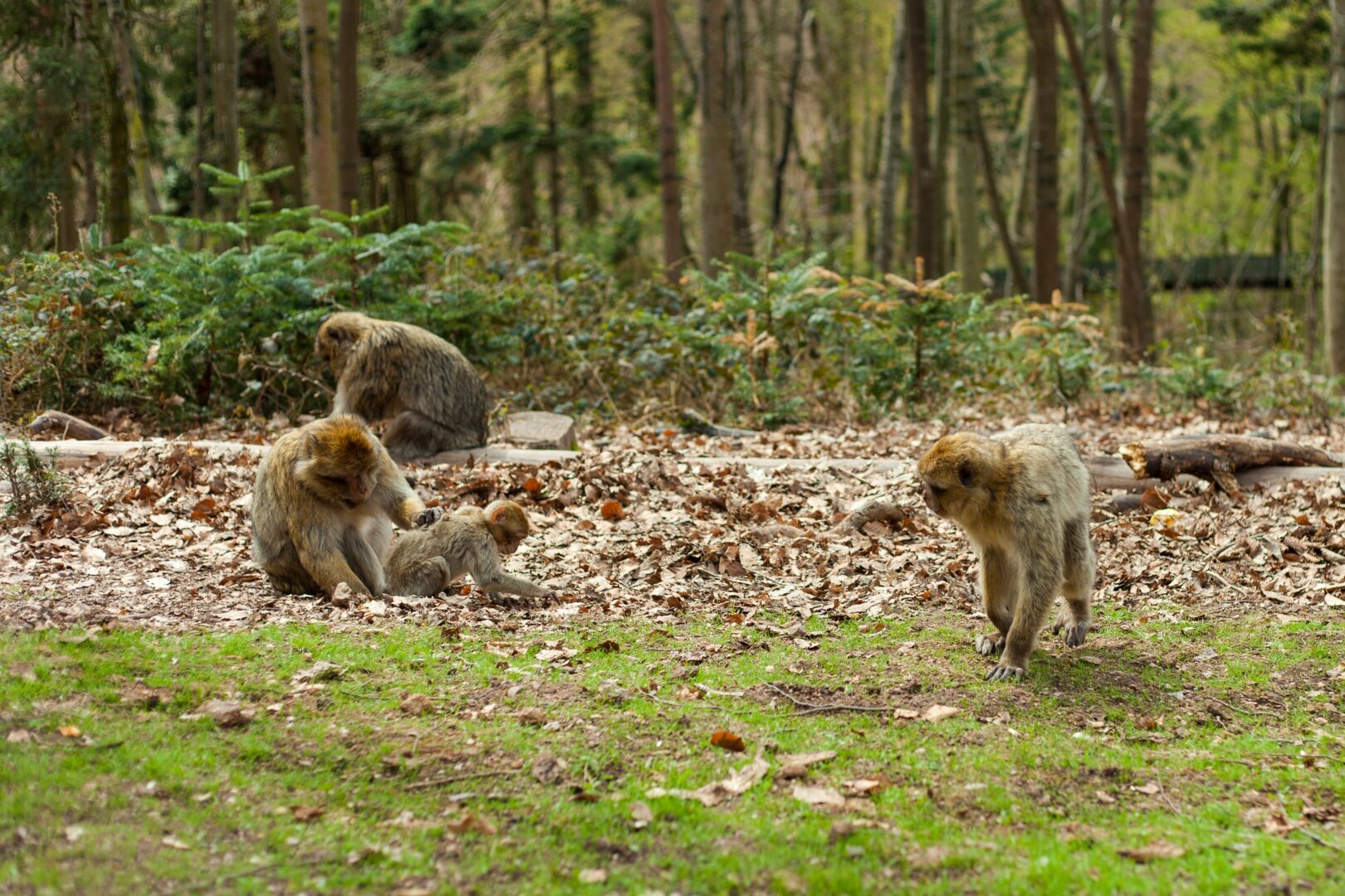 La montagne des singes en Alsace, France