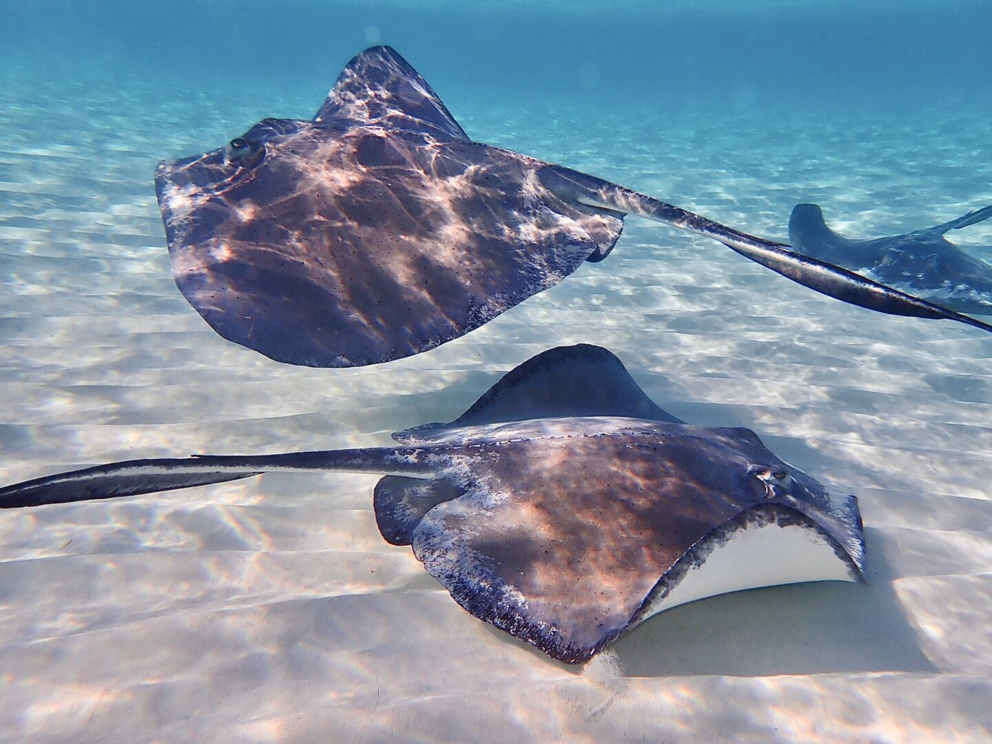 Raies dans les eaux de l'île Grand Cayman, Caraïbes