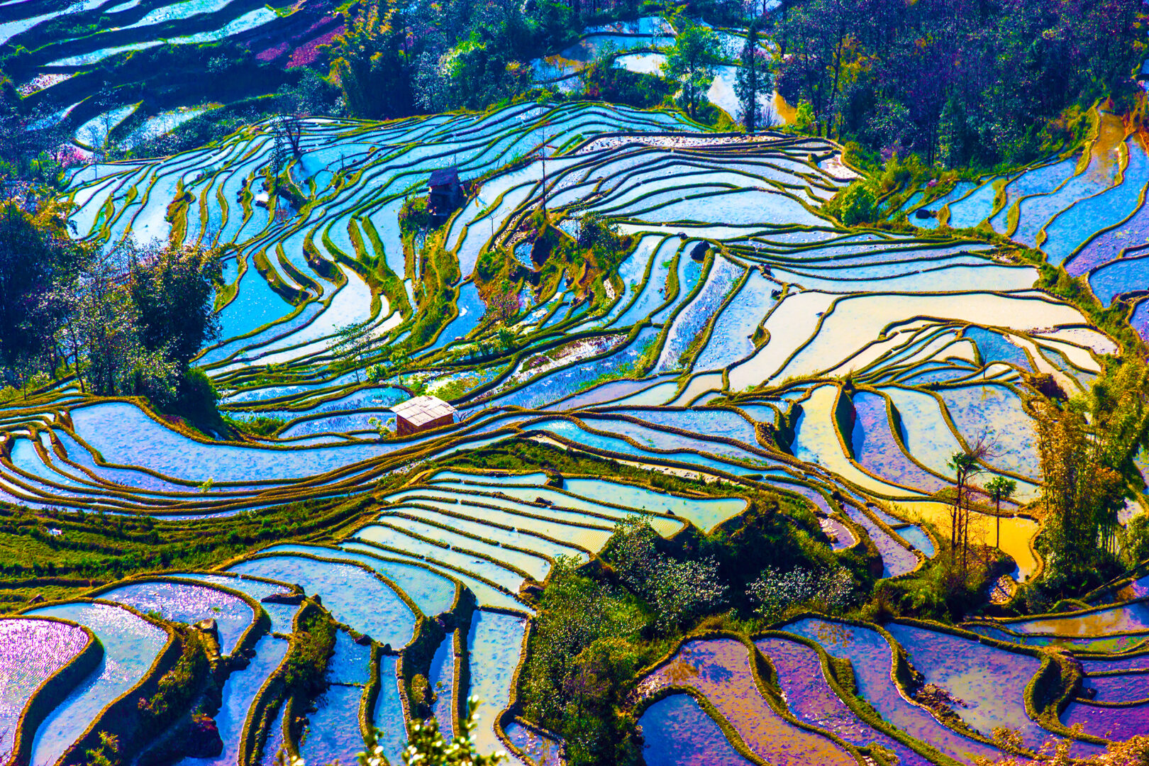 Paysage de terrasses de riz dans la province chinoise du Yunnan, Chine