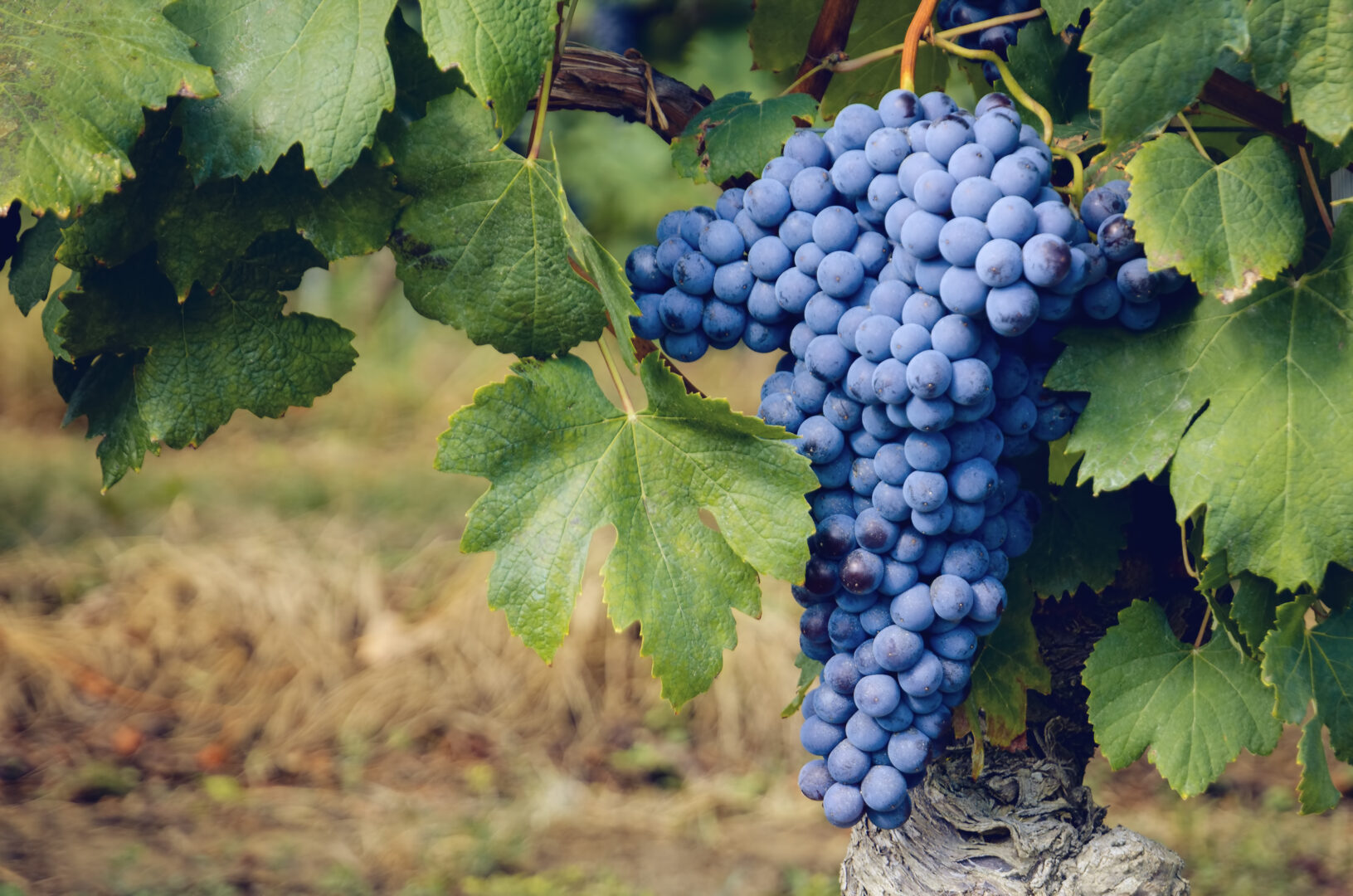 Grappe de raisin nebbiolo dans les vignobles de Barolo (région vinicole de Langhe, Piémont, Italie)