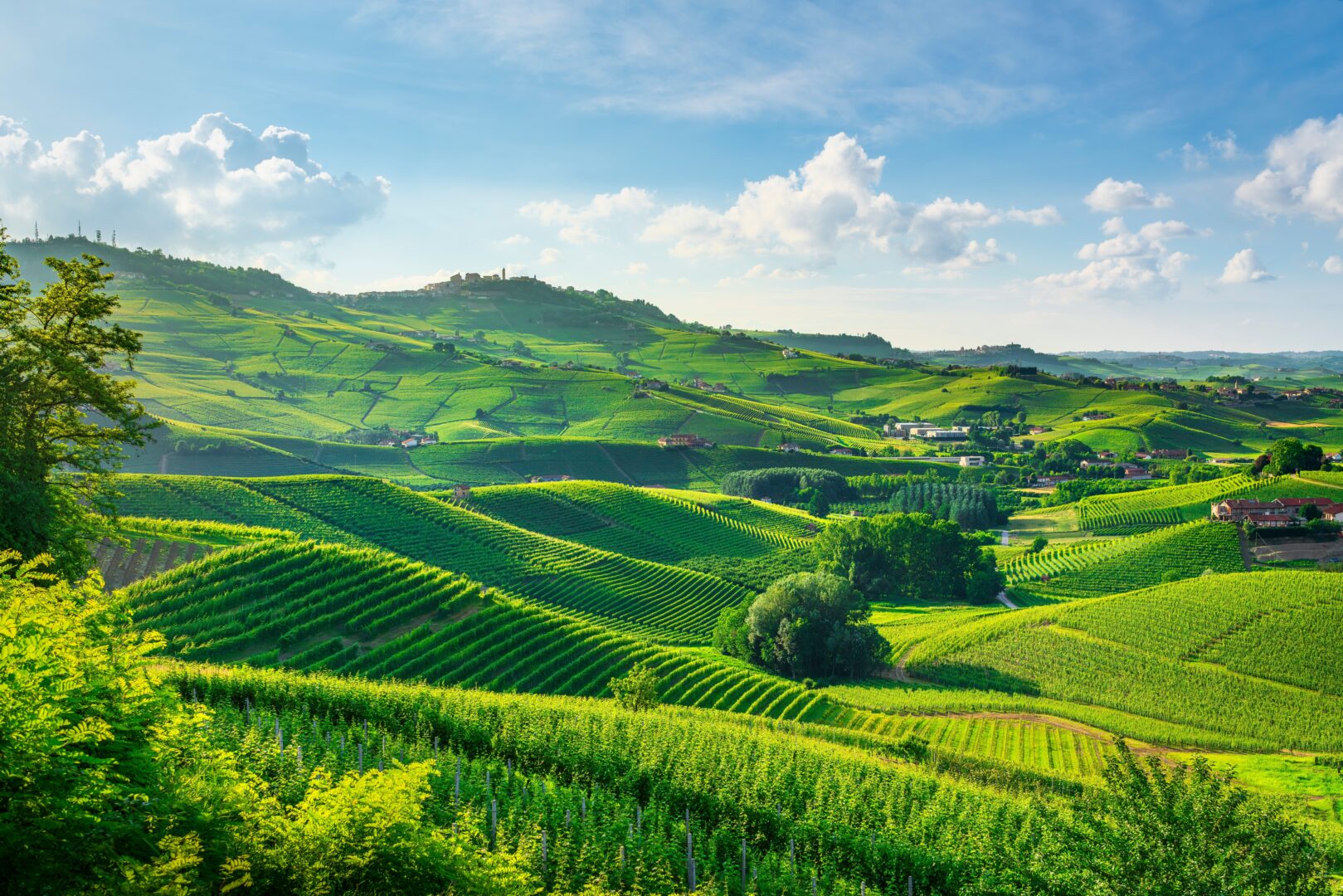 Vignobles sur les collines près de la ville de Barolo dans les Langhe, Piémont, Italie