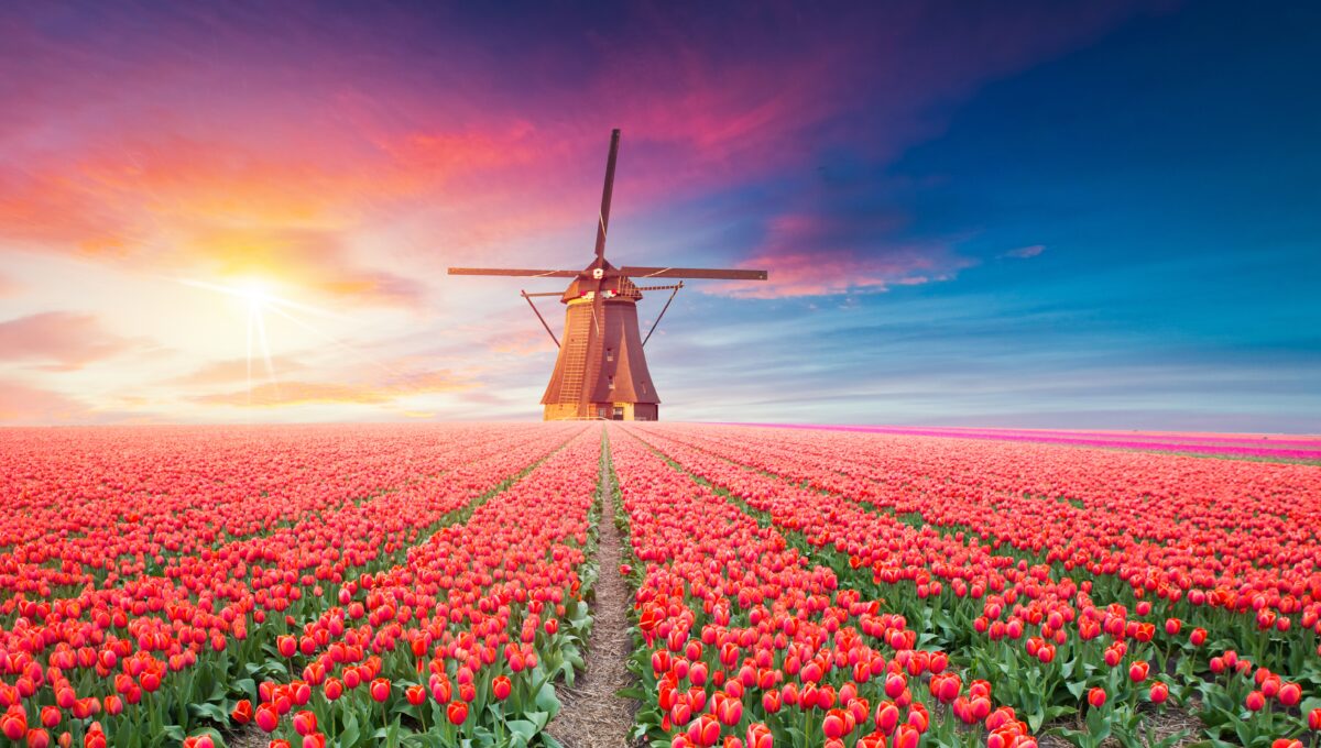 Paysage avec tulipes, moulins à vent traditionnels hollandais, Pays-Bas