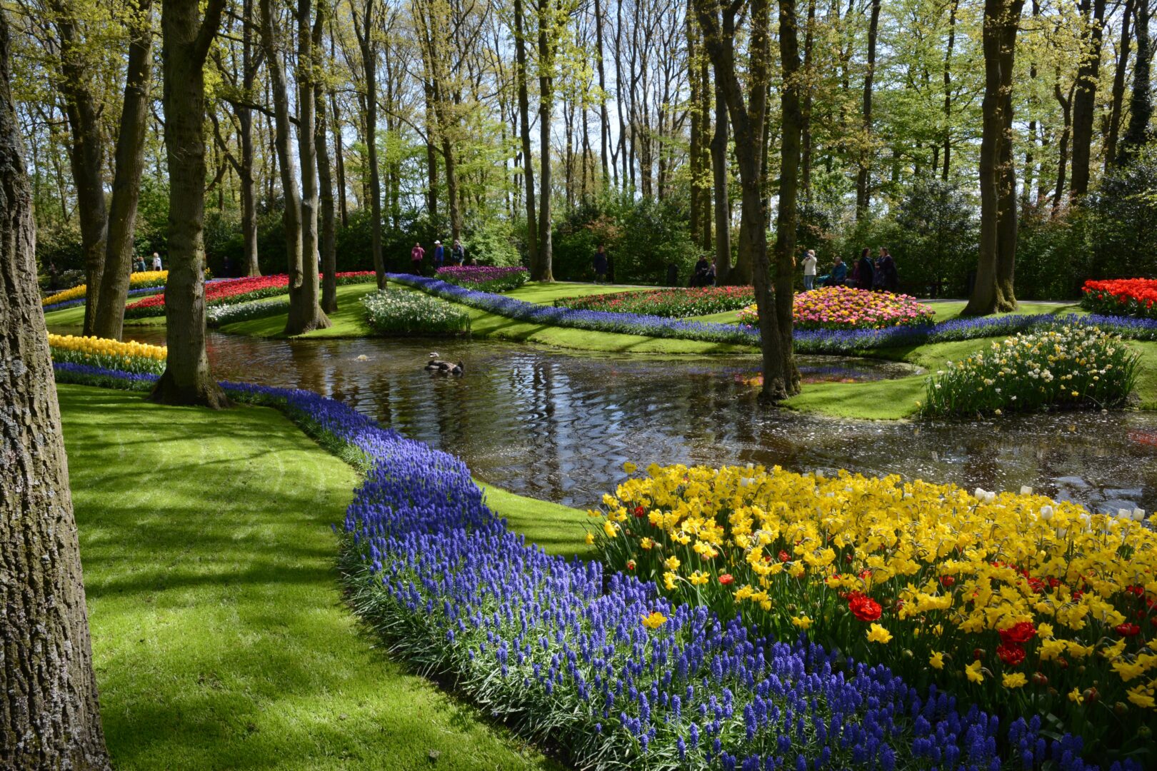 Jardins de Keukenhof avec tulipes fleuries, Pays-Bas