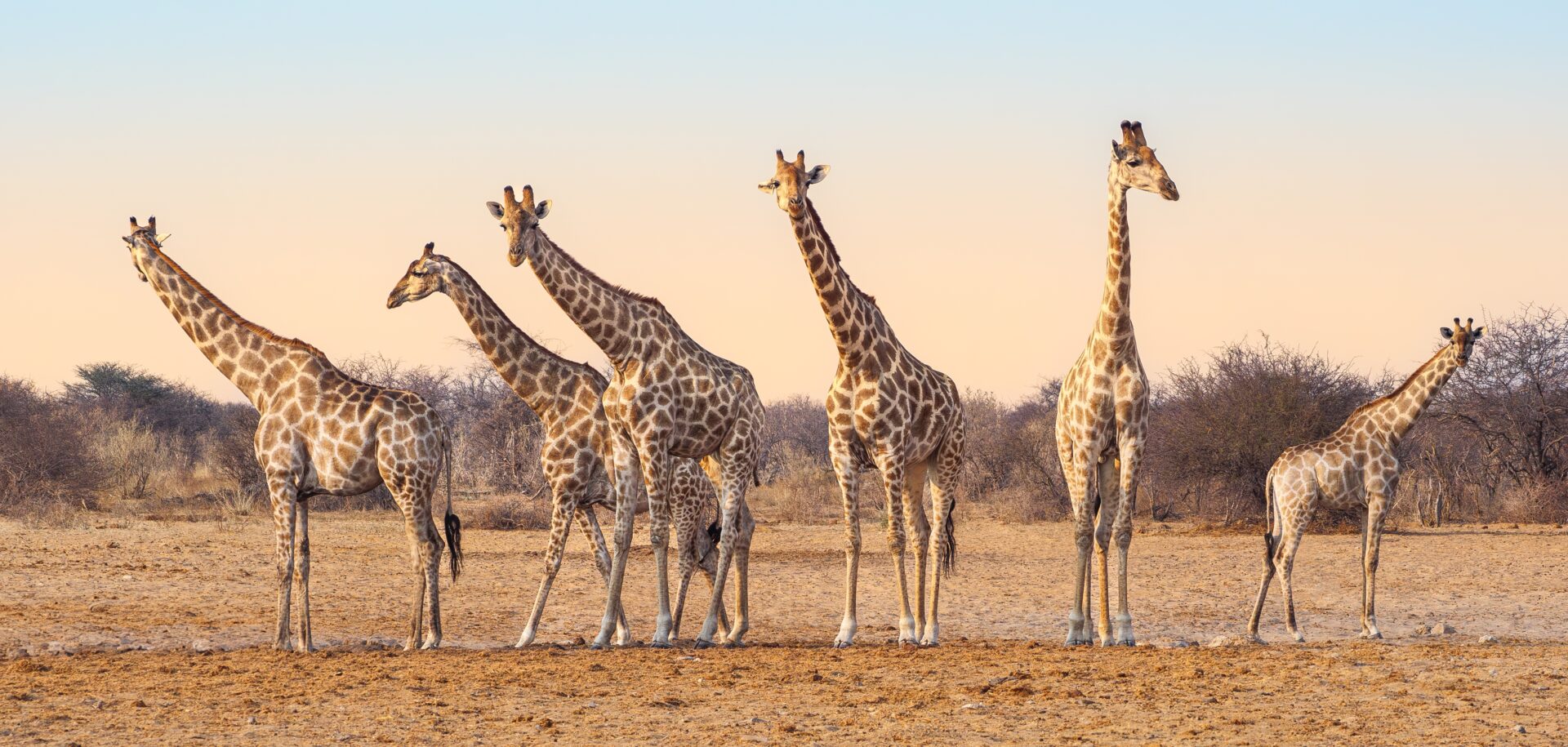 Girafes dans le Parc national d'Etosha en Namibie