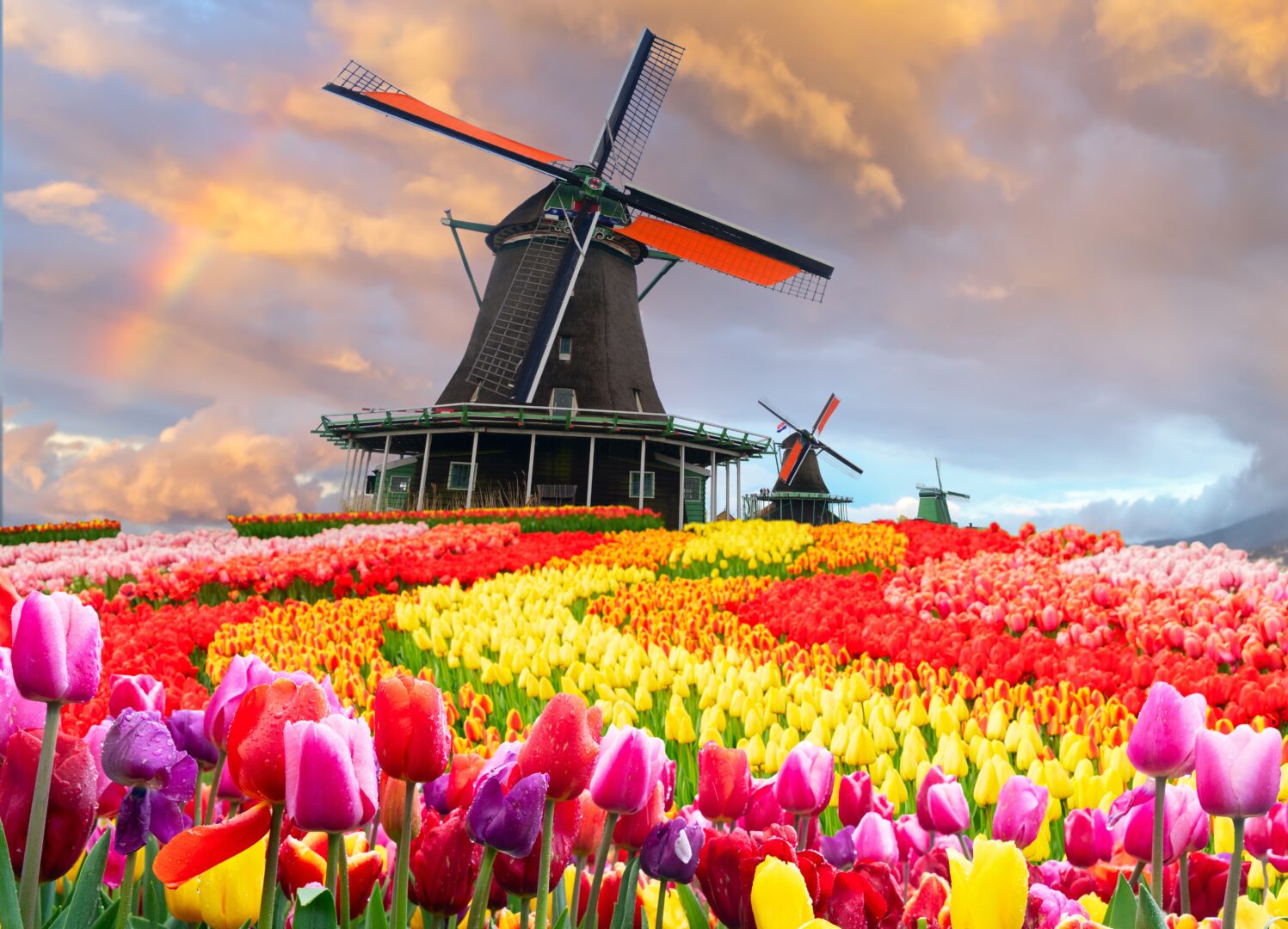 Moulin à vent néerlandais traditionnel sur le champ de fleurs de tulipe dans la journée ensoleillée, Pays-Bas
