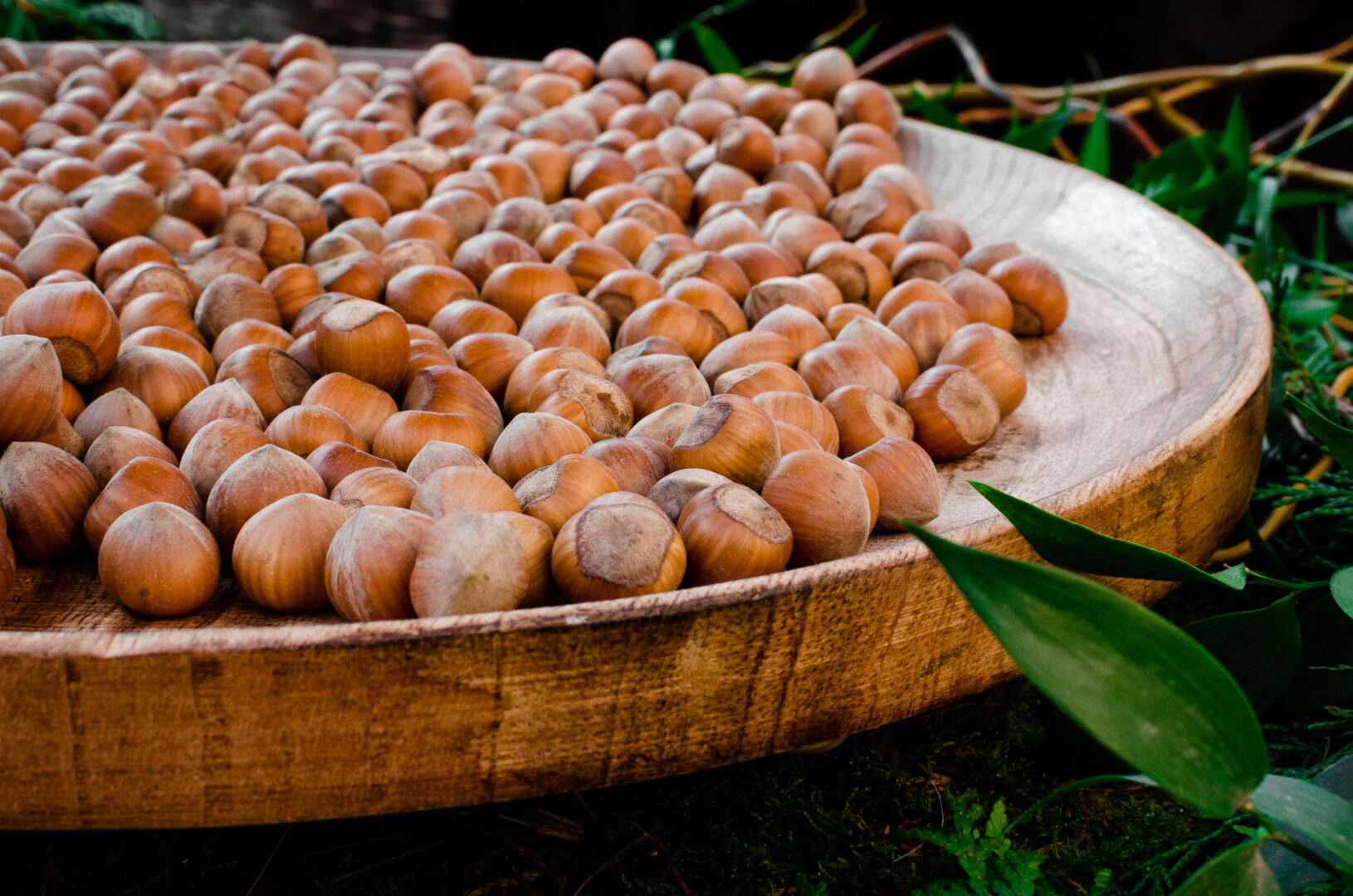 Noisettes du Piémont, aussi connues sous le nom de Tonda Gentile di Langa, variété de noisettes produite en piémont
