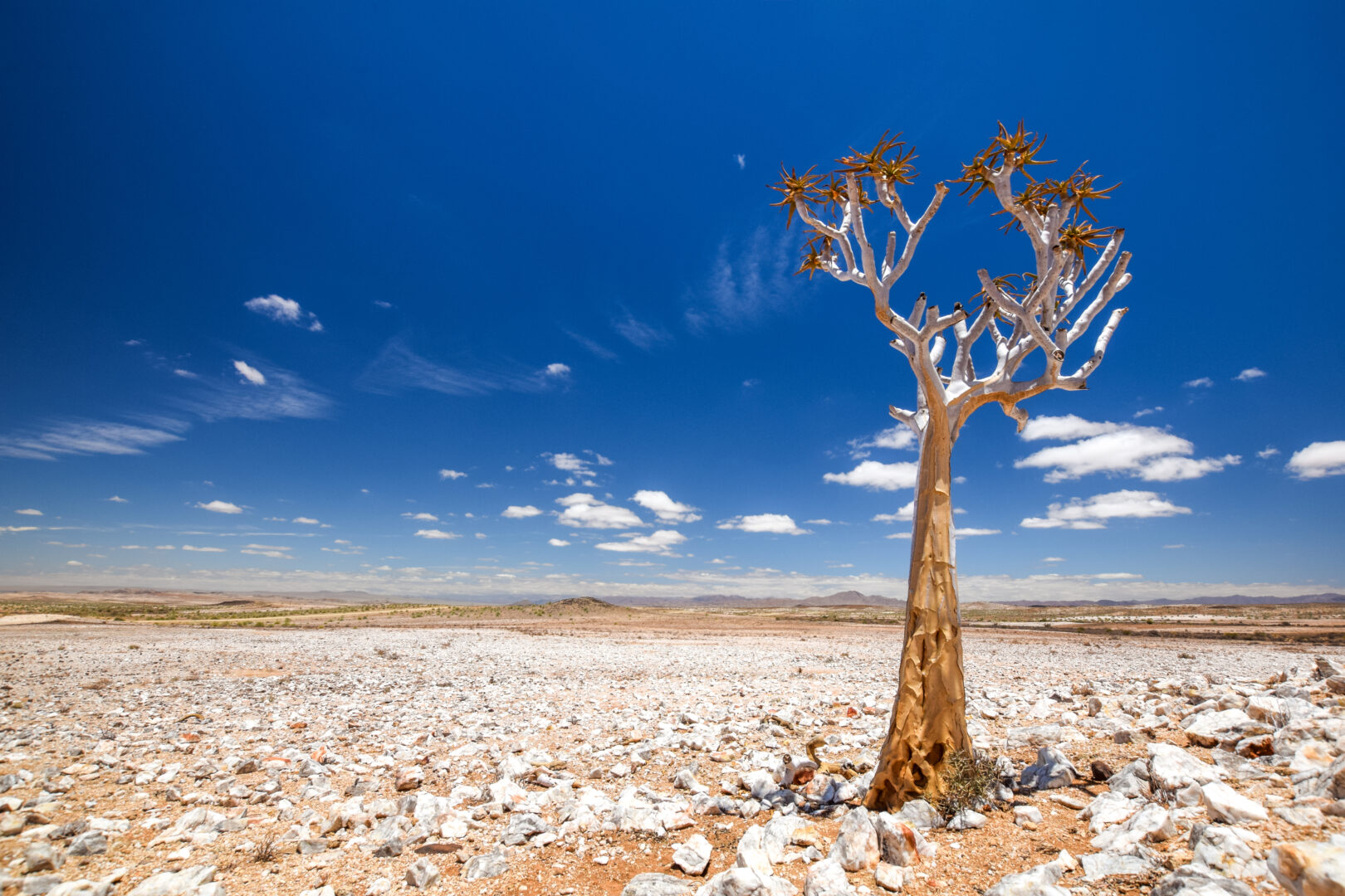 Vue panoramique d'un magnifique aloès dichotome (Aloe dichotoma) dans le parc naturel du Fish River Canyon, en Namibie, en Afrique.